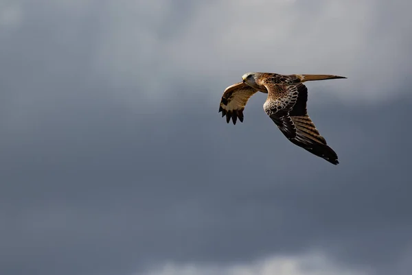 Gros Plan Cerf Volant Rouge Vol Avec Les Ailes Ouvertes — Photo