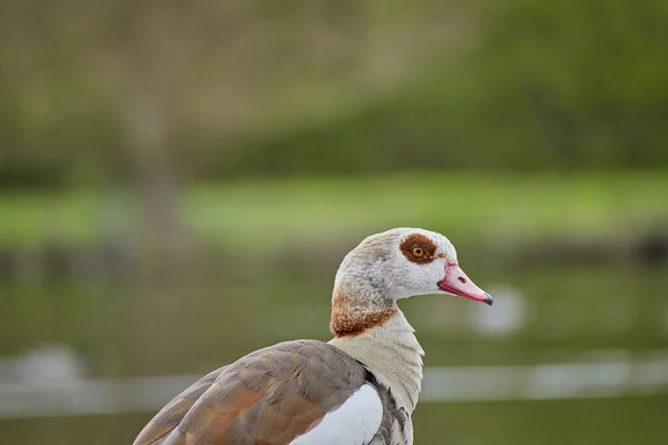 Eine Nahaufnahme Der Ägyptischen Alopochen Aegyptiaca — Stockfoto