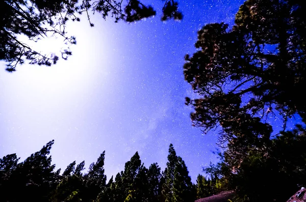 Stars Sky Night Trees Pine Forest — Stock Photo, Image