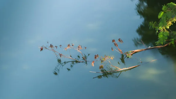 ภาพระยะใกล ของก งไม สวยงามท ดอกไม และท องฟ าในพ นหล — ภาพถ่ายสต็อก