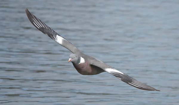 鳩が水の上を飛んでいる — ストック写真