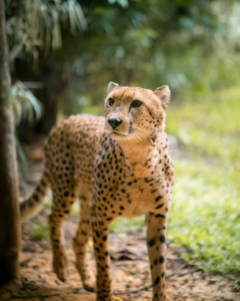 Closeup Cheetah Walking Forest — Stock Photo, Image