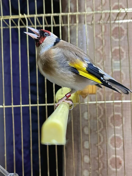 Ενιαία Πουλί Goldfinch Μέσα Ένα Μικρό Κλουβί Εσωτερικούς Χώρους — Φωτογραφία Αρχείου