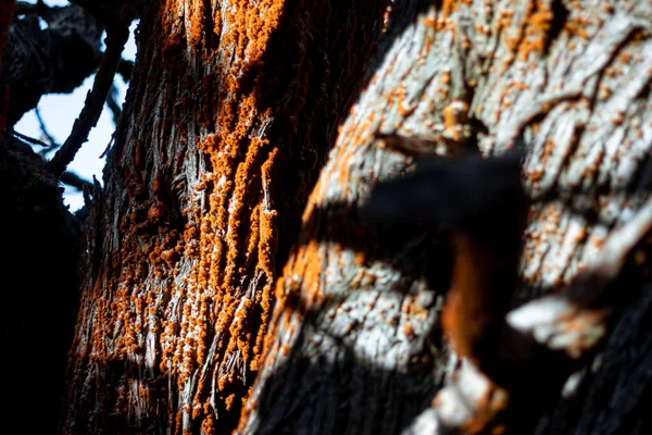 Kalifornia Partjainál Point Lobos Partjainál Ezt Feltűnő Fát Elárasztotta Narancsmoha — Stock Fotó