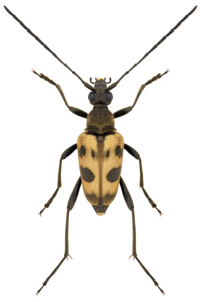 Scarabeo Longhorn Specie Pachytodes Cerambyciformis Nome Banale Scarabeo Longhorn Maculato — Foto Stock