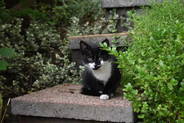 Eine Nahaufnahme Eines Smoking Kätzchens Das Auf Einer Treppe Freien — Stockfoto