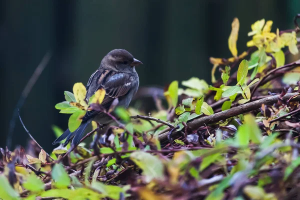 Sparrow Autumn Backyard Looking Meal — Stock Photo, Image