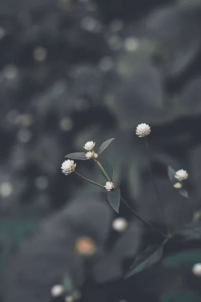 선택적 초점으로 수직으로 꽃들을 찍는다 — 스톡 사진