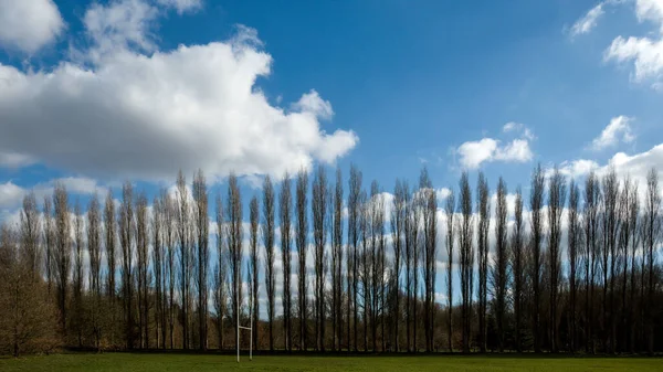 Uma Fileira Árvores Altas Campo Sob Céu Nublado — Fotografia de Stock