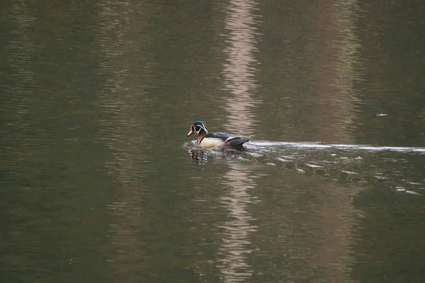 公園の暗い湖でカモが泳いでいる — ストック写真