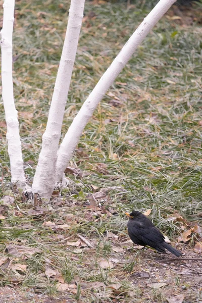 Vertikal Bild Koltrast Marken Omgiven Lövverk Bredvid Några Målade Trädstammar — Stockfoto