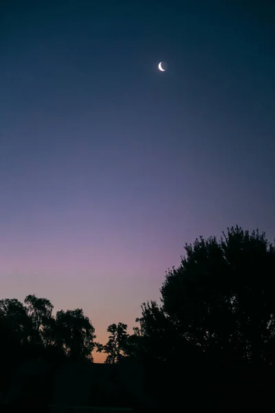 Una Hermosa Vista Nocturna Los Árboles Luna — Foto de Stock