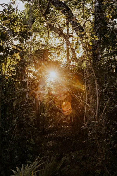 一片森林的灌木丛和树叶的垂直的照片 太阳光从后面射来 — 图库照片