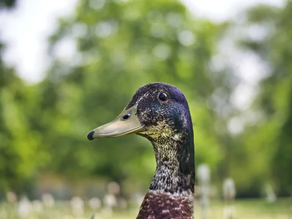 Close up view of male duck on shady spot in meadow on sunny day from low angle, male duck head with blurry trees in background