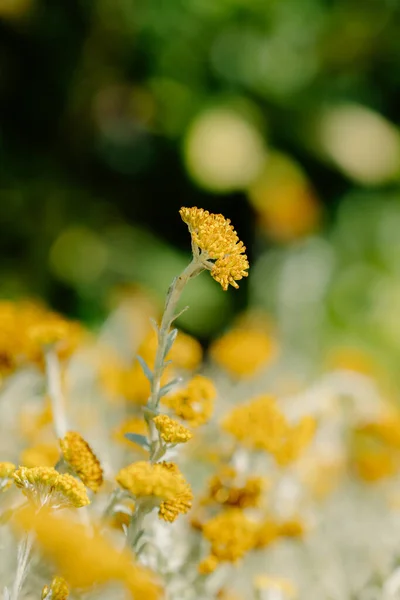 Vertikální Makro Přírodní Záběr Žlutého Květu Slunci Poli — Stock fotografie