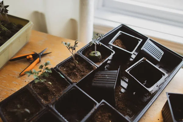 Potting Tomato Seedlings Indoors Prepare Spring Planting — Stock Photo, Image