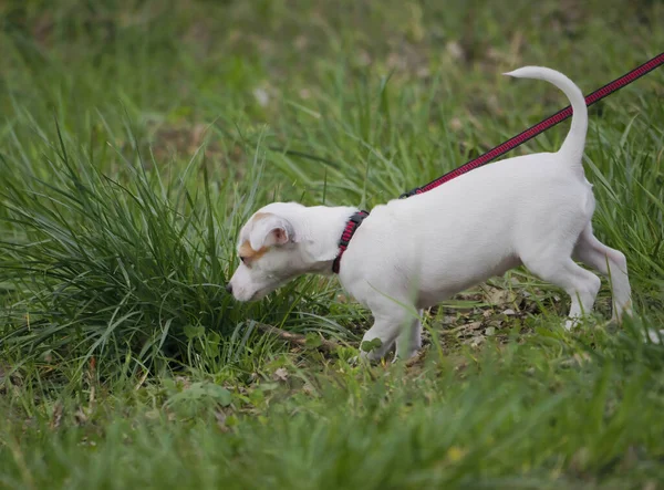 Closeup Adorable Jack Russell Terrier Puppy Leash Sniffing Grass Field — Stock Photo, Image