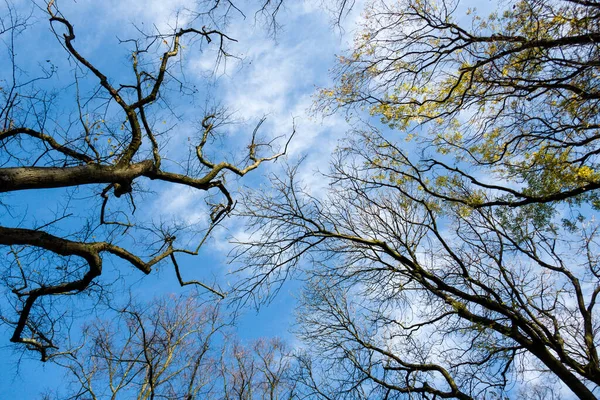 曇った空の下で木の低角度ショット — ストック写真