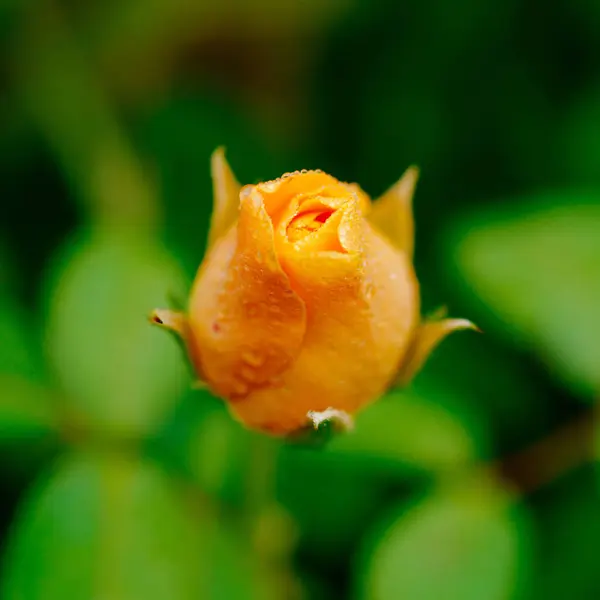 Aproape Muguri Trandafir Portocaliu — Fotografie, imagine de stoc