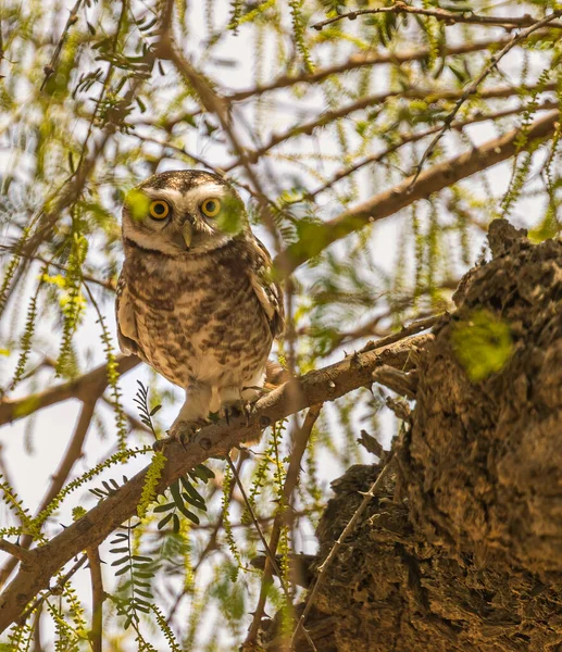 カメラに向かって木の中に隠されたフクロウの垂直ショット — ストック写真