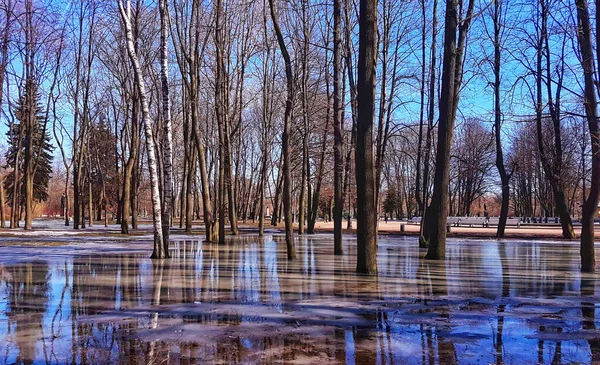 View Trees Flooded Water Park Saint Petersburg Russia — Stock Photo, Image