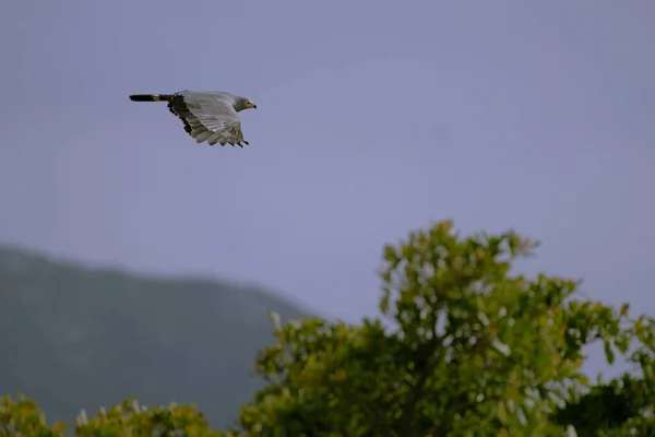 緑の木々の上に澄んだ空を飛ぶ灰色の鷹 — ストック写真