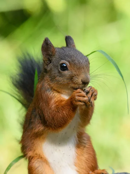 Vertical Closeup Shot Squirrel Eating Nut Forest — Stock Photo, Image