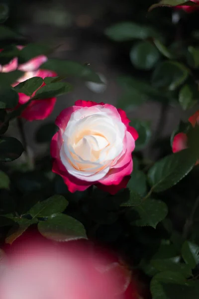 这张照片显示了匈牙利布达佩斯一个玫瑰花园里的一朵艳丽的黄色玫瑰 绿树成荫 玫瑰繁茂 — 图库照片