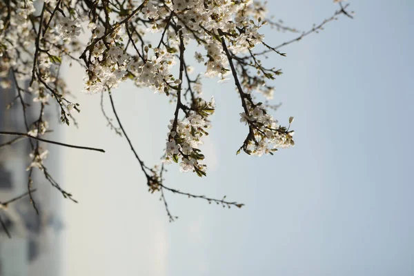 Ein Vertikaler Schuss Weißer Blüten Auf Einem Baum — Stockfoto