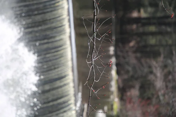 Primo Piano Piccolo Ramo Con Flusso Acqua Alberi Sullo Sfondo — Foto Stock