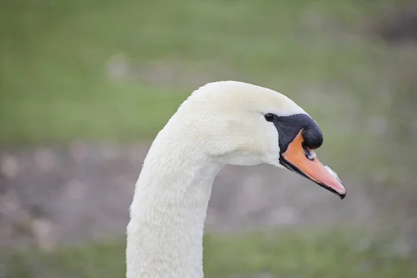 Närbild Den Vackra Stumma Svanen Cygnus Olor — Stockfoto