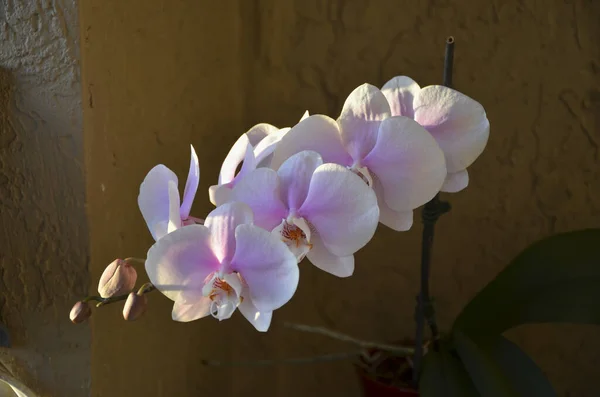 Closeup Shot Beautiful Orchid Flowers Buds Growing Plants Pot Bright — Stock Photo, Image