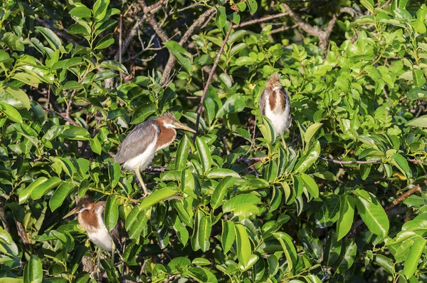 Una Hermosa Toma Garza Tricolor Pollitos Encuentra Las Ramas Los —  Fotos de Stock