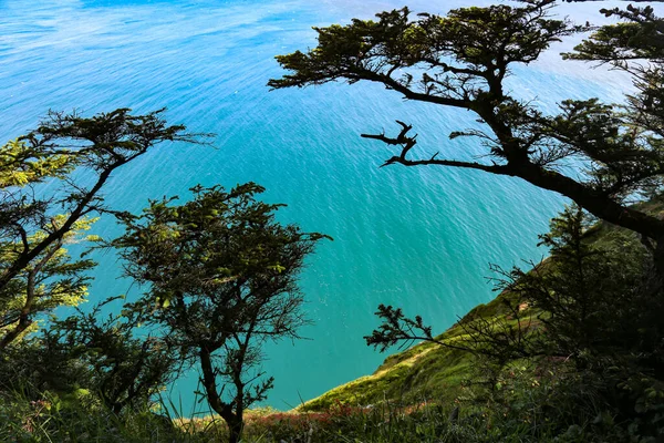 Ein Atemberaubender Blick Auf Gekippte Bäume Einem Hang Des Hügels — Stockfoto