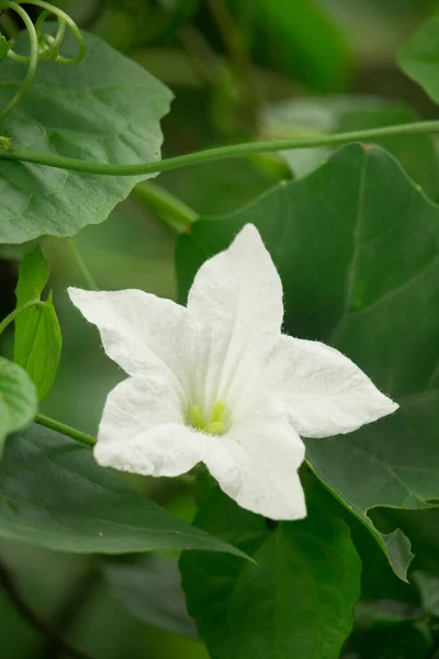 Yeşil Yaprakların Arkasında Beyaz Renkli Güzel Bir Çiçek — Stok fotoğraf