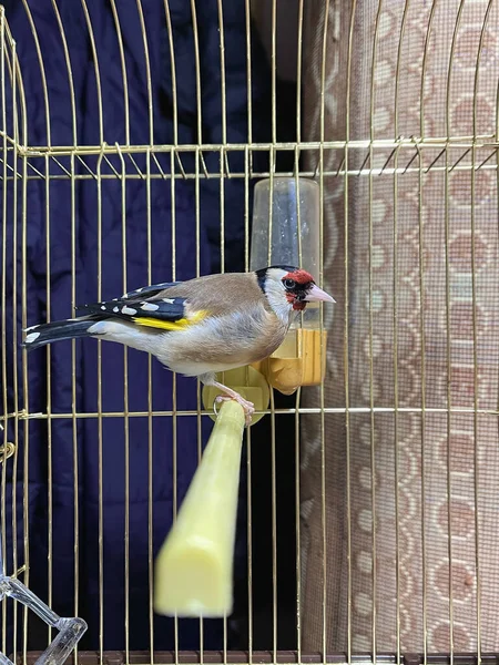Einzelner Stieglitz Vogel Einem Kleinen Käfig Drinnen — Stockfoto