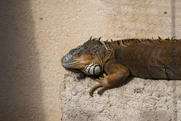 Tiro Close Uma Iguana Marrom Que Põe Uma Rocha — Fotografia de Stock