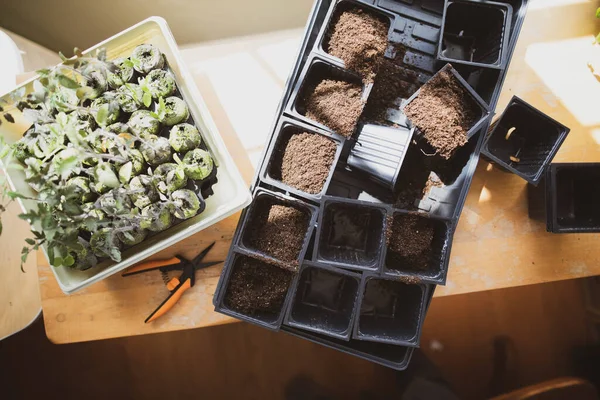 Comenzar Plántulas Tomate Interior Para Prepararse Para Jardinería — Foto de Stock