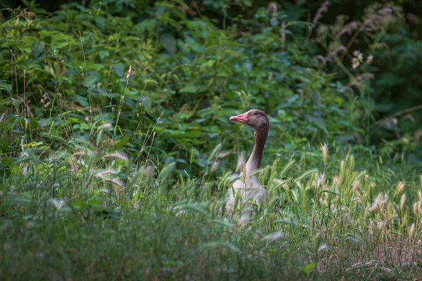 Photo Shows Goose Looking Out Grass — Stock Photo, Image