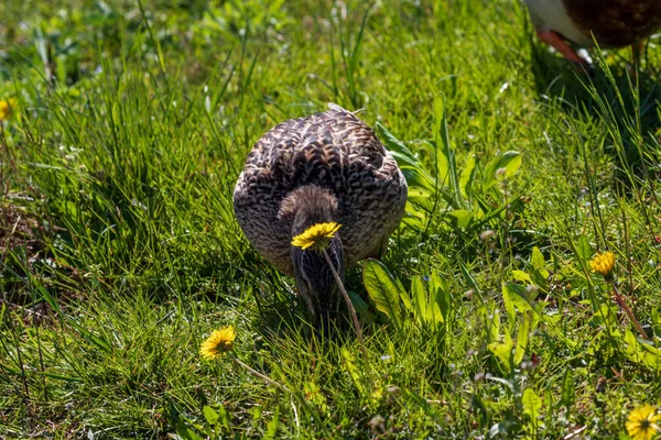 Mallard Sunny Day — Stock Photo, Image