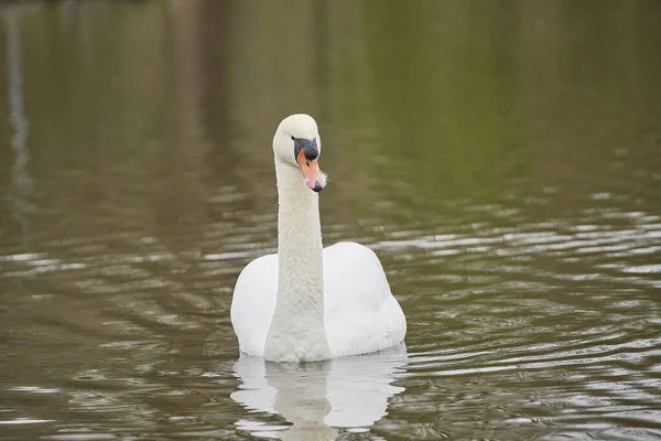 一只白天鹅漂浮在平静的池塘上的特写镜头 — 图库照片