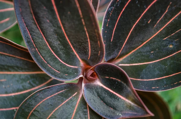 ルディシア色の蘭の葉のクローズアップショット — ストック写真
