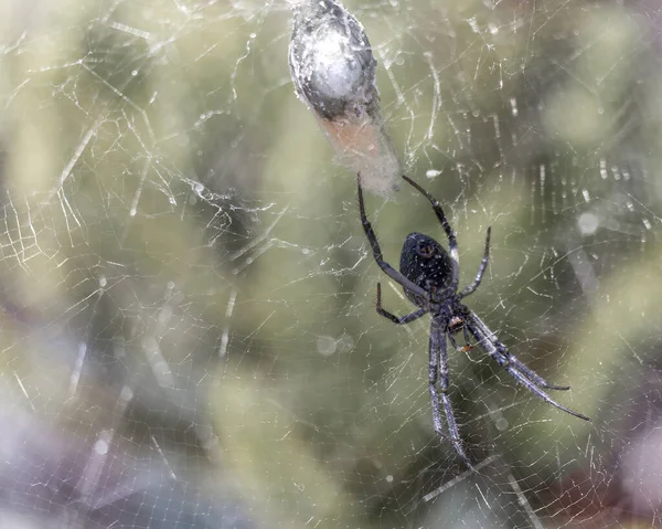 Toile Une Araignée Faisant Son Cocon Vue Sous Elle — Photo