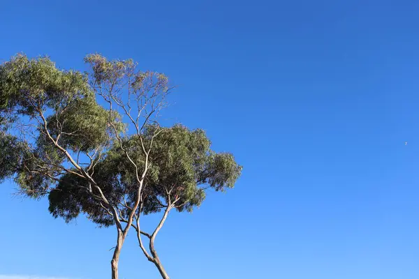 Par Árvores Eucalipto Altas Contra Céu Azul Claro — Fotografia de Stock