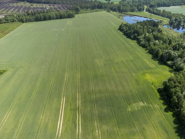 Letecký Pohled Velkou Plochu Zelených Zemědělských Polí Fotografie Dronů Pořízená — Stock fotografie