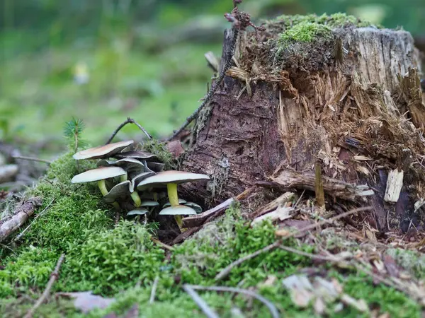 Ένα Κοντινό Πλάνο Της Driftwood Υφή Στο Γρασίδι Στο Δάσος — Φωτογραφία Αρχείου