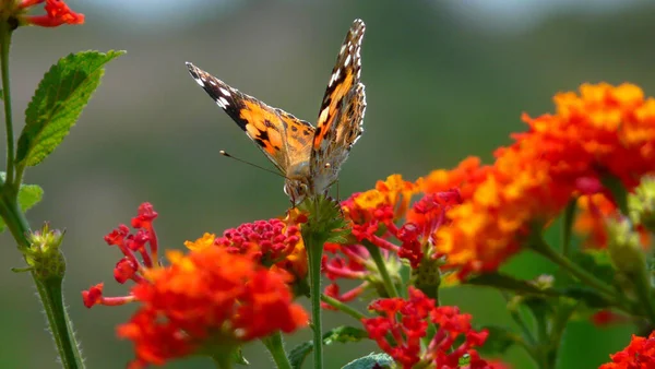 Egy Barna Gyönyörű Pillangó Közelsége Vörös Virágokon — Stock Fotó
