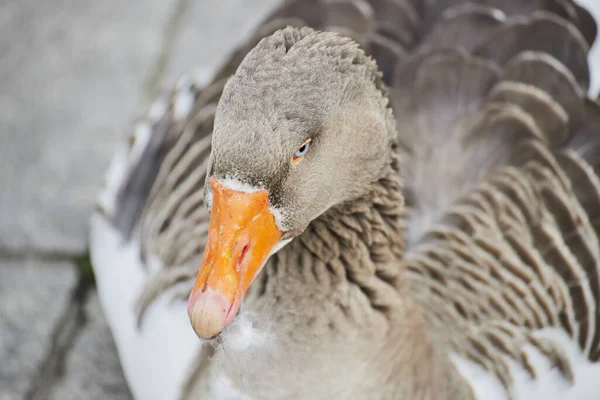 Primer Plano Ganso Graylag Anser Anser —  Fotos de Stock