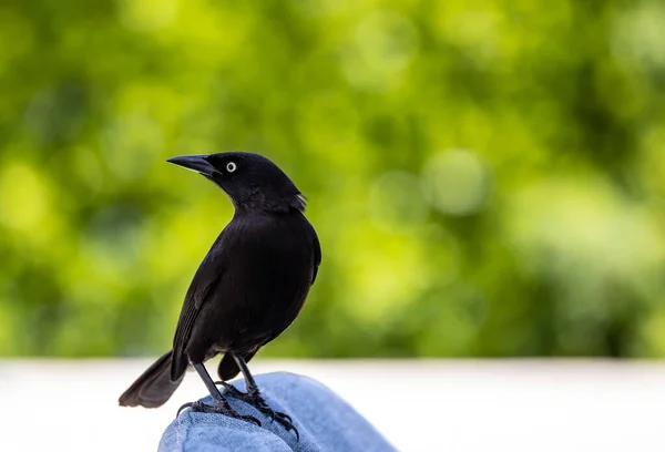 Closeup Shot Carib Grackle Bird Standing Looking Ledt Blue Chair — Stock Photo, Image