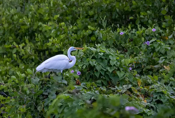 Прекрасний Знімок Великої Білої Пташки Стоїть Посеред Зеленого Листя Саду — стокове фото